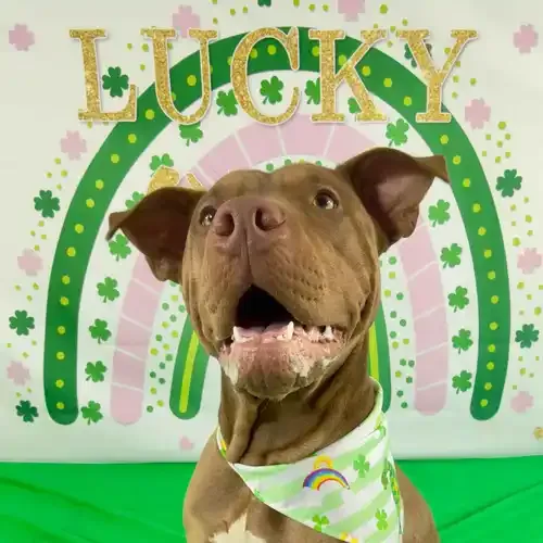 Mella the XL Bully mix happily smiling during a St. Patrick's Day seasonal dog photoshoot in Glendale AZ