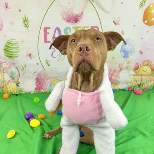 Mella the XL Bully wearing a bunny costume during an Easter dog photoshoot in Glendale AZ