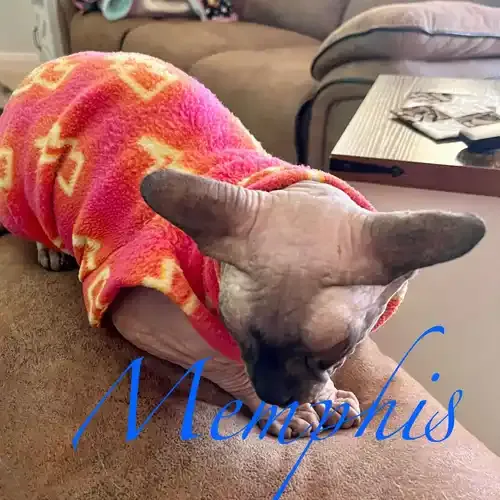 Memphis the Siamese cat wearing a sweater during in-home overnight pet sitting in Peoria AZ