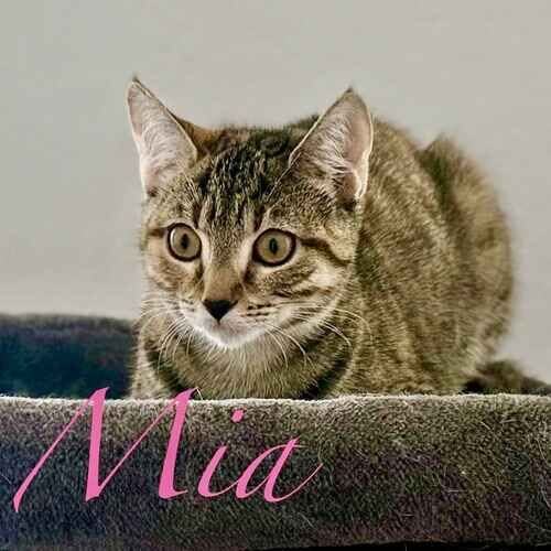 Mia the brown striped kitten perched on a cat tree during a pet sitting drop-in visit in Glendale AZ