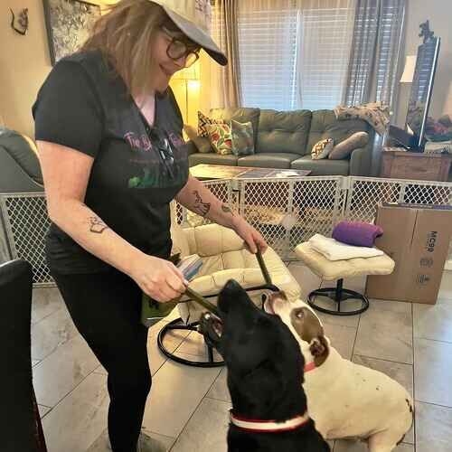 Michelle from FurBabies & Friends giving two dogs treats in Glendale AZ