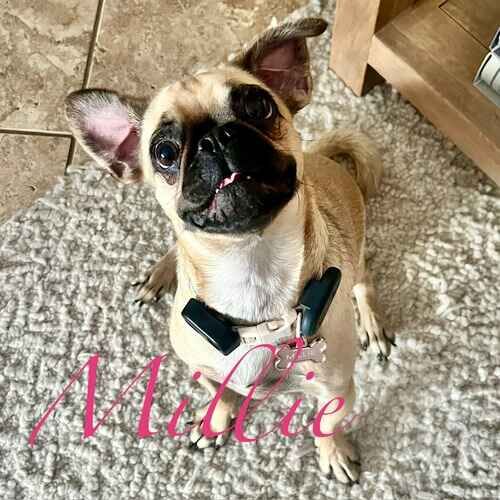 Millie the tan Boston Terrier rescue looking up inquisitively at the pet sitter during in-home potty breaks in Phoenix AZ