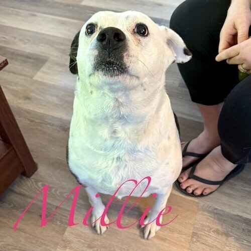 Millie the white rescue senior dog looking up intently at the dog sitter in Peoria AZ
