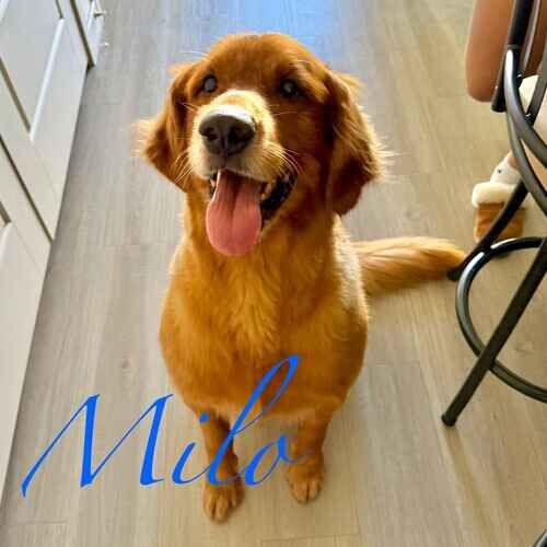Milo the Golden Retriever sitting perfectly for a treat during drop-in pet sitting visits in Peoria AZ