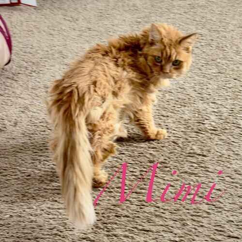 Mimi the orange senior cat during cat sitting in Glendale AZ