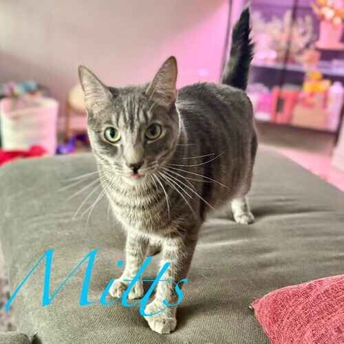 Mitts the grey, white, and striped cat checking up on the in-home pet sitter in Phoenix AZ