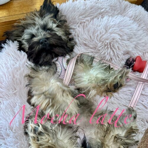 Mocha Latte the fluffy puppy exhausted after positive reinforcement puppy training in Glendale AZ