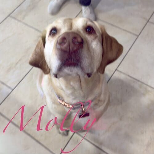 Molly the yellow Lab with a live-in overnight pet sitter in Peoria AZ