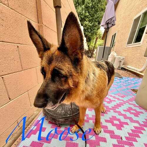 Moose the senior German Shepherd during force-free dog bathing and de-shedding in Glendale AZ