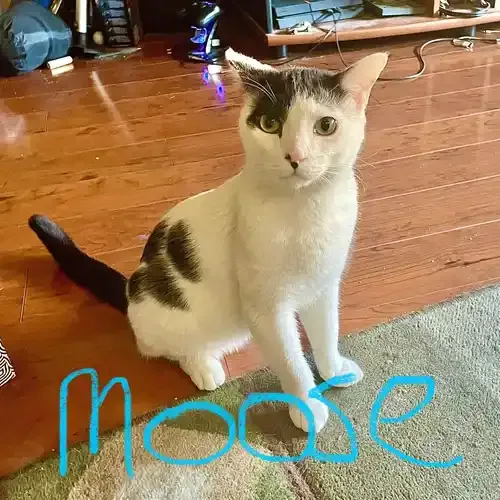 Moose the white cat with grey spots during a pet sitting visit in Glendale AZ