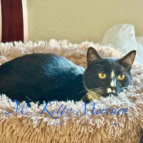 Mr. Kitty Mercury the black cat resting comfortably in a cat bed during cat sitting visits in Peoria AZ