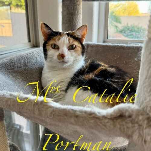 Mrs. Catalie Portman the tri-colored cat resting in a cat tree during in-home cat sitting visits in Peoria AZ