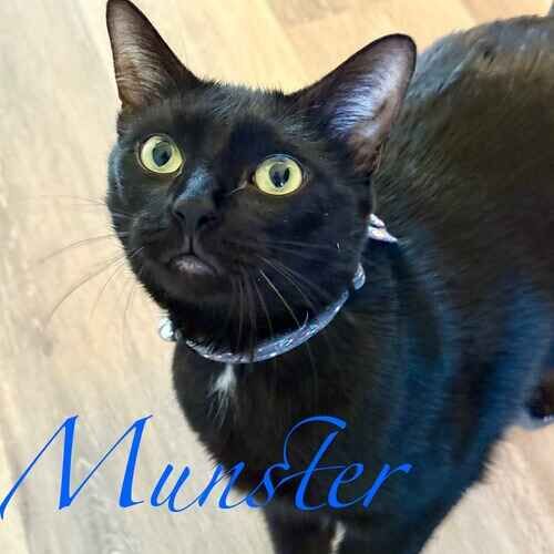 Munster the black kitten looking intently at the cat sitter in Peoria AZ