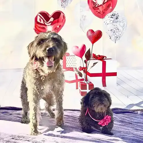 Nara and Bella during a Valentine's Day multiple dog photoshoot in Glendale AZ