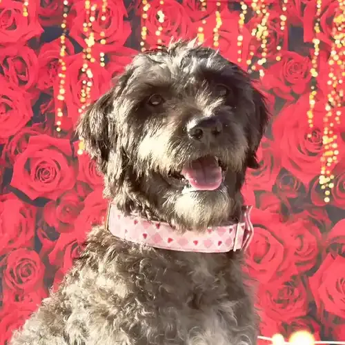 Nara the Labradoodle looking intently at the camera during a Valentine's Day photoshoot in Glendale AZ