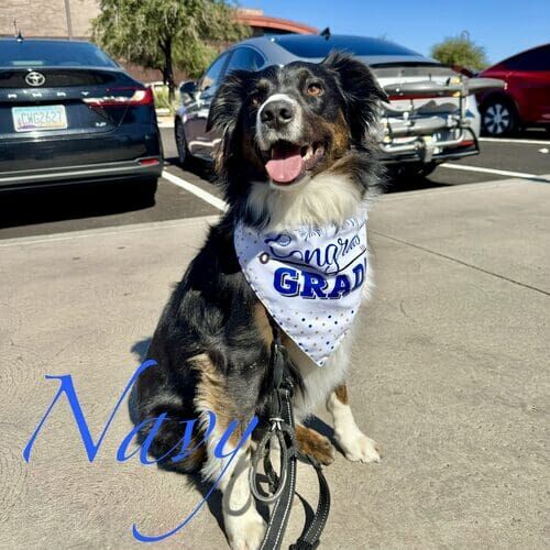 Navy the Mini Aussie graduating from Intermediate Obedience with FurBabies & Friends in Glendale AZ