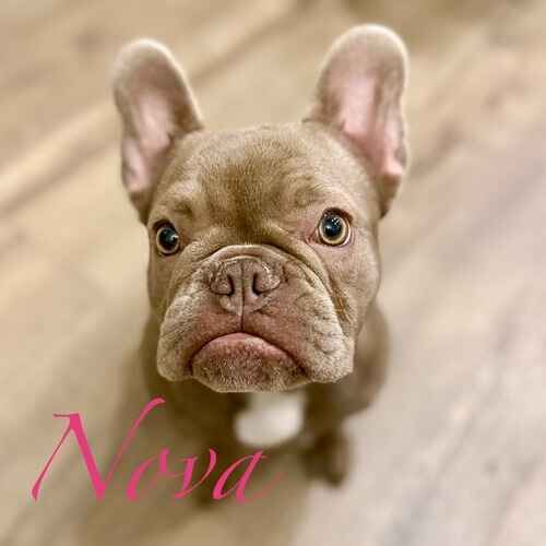 Nova the tan French Bulldog during positive in-home puppy training in Peoria AZ