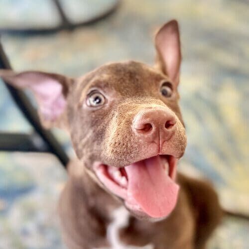 Nugs the Lab Pit Bull foster puppy smiling for a photo in Glendale AZ
