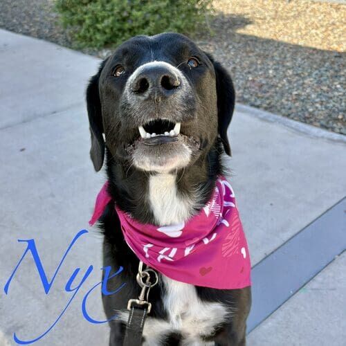 Nyx the large rescue puppy during daily midday dog walking in Peoria AZ