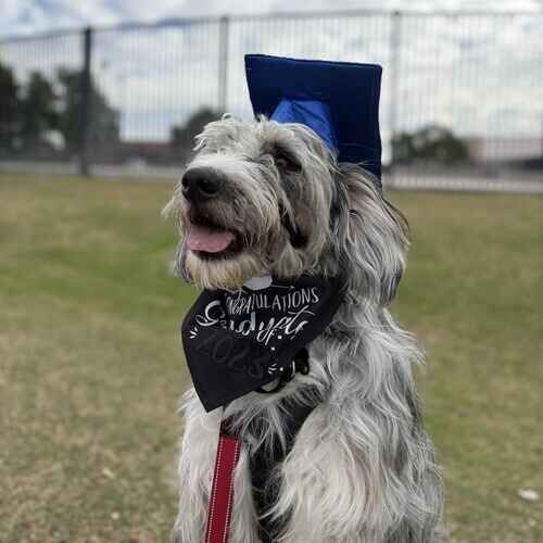 Oakley the Aussiedoodle proudly graduating from Beginning Obedience dog training class in Glendale AZ