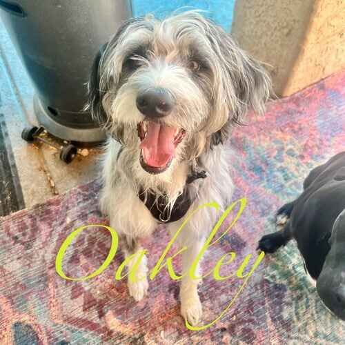 Oakley the Aussiedoodle during dog training board and train in Glendale AZ