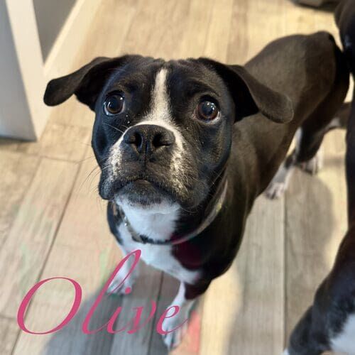 Olive the fostered black and white tripod Boston Terrier mix during at-home midday pet sitting care in Glendale AZ