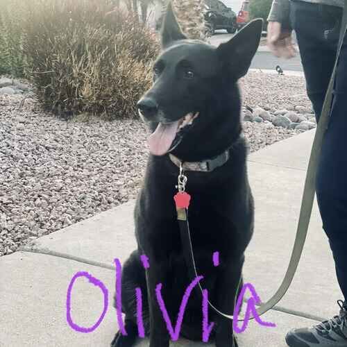 Olivia the black German Shepherd during positive reinforcement leash reactivity training in Phoenix AZ