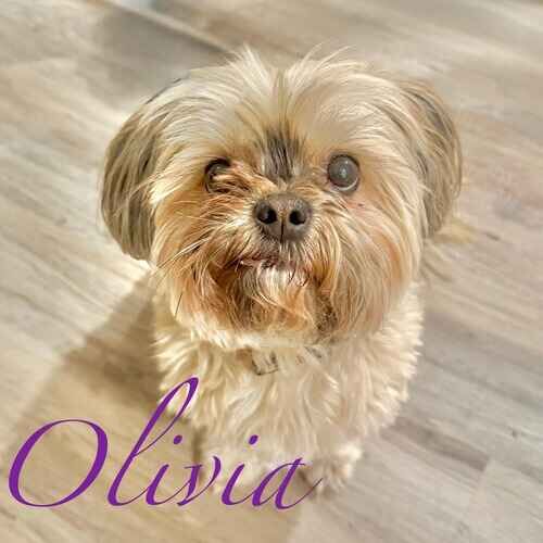 Olivia the tan Shih Tzu looking longingly at the pet sitter during overnight pet sitting in Phoenix AZ