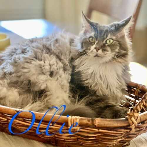 Ollie the Maine Coon cat laying in a basket during a cat sitting drop-in visit in Glendale AZ