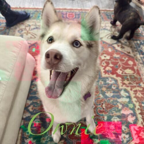 Ownie the Husky sitting nicely during positive in-home dog training in Glendale AZ
