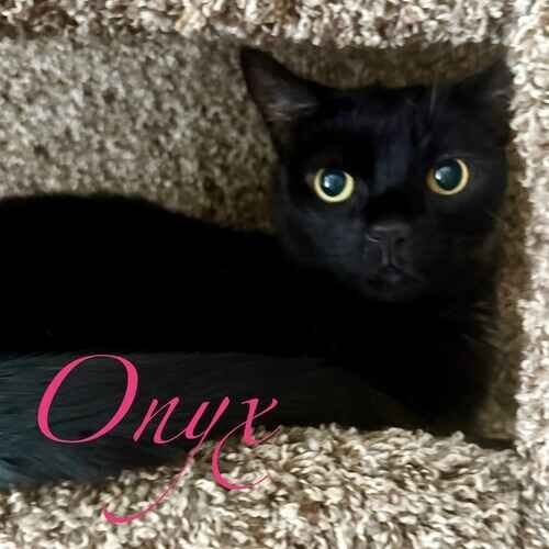Onyx the black cat lying in a cat tree during pet sitting visits in Phoenix AZ