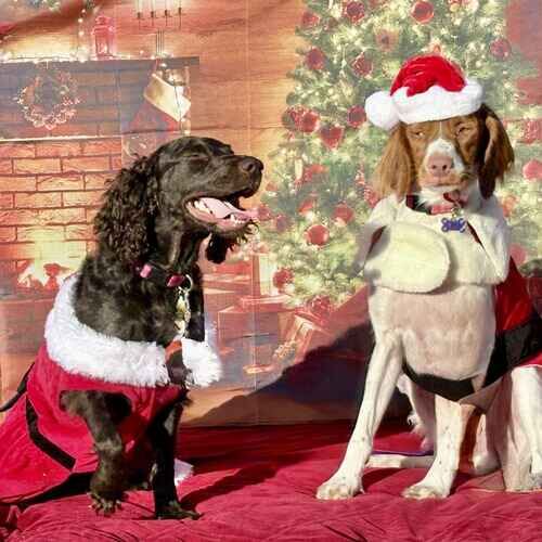 Opal the Spaniel and Reuben the Brittany sitting in Christmas outfits for a holiday photoshoot in Glendale AZ