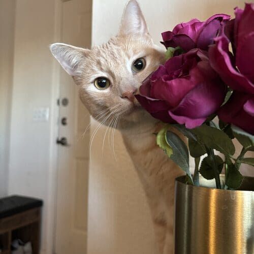 Orange cat peeking from behind flowers during cat sitting visits in Phoenix AZ