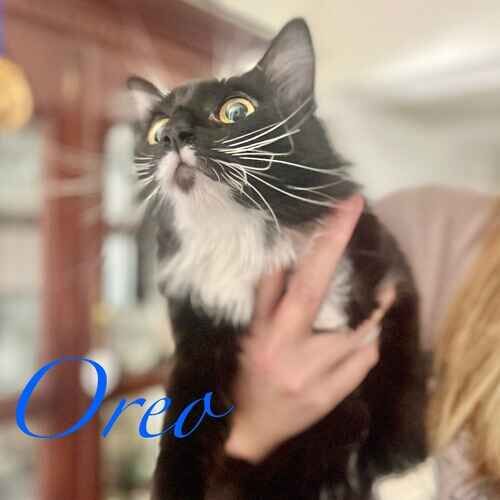 Oreo the black and white domestic short hair cat posing reluctantly during in-home cat care in Phoenix AZ