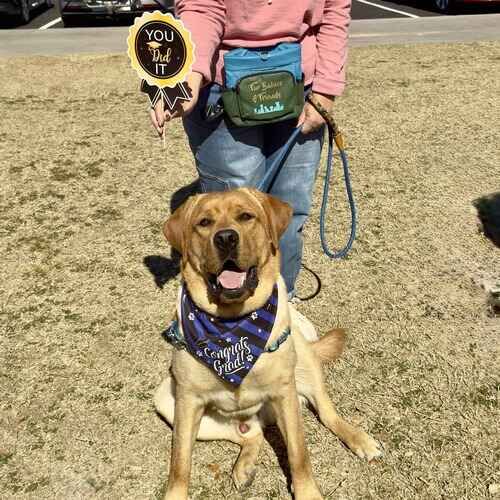 Oslo the English Lab celebrating completion of Beginning Obedience dog training class in Glendale AZ