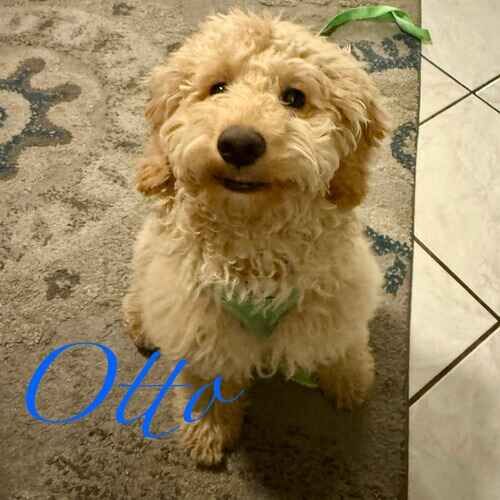 Otto the Goldendoodle during positive in-home puppy training in Glendale AZ