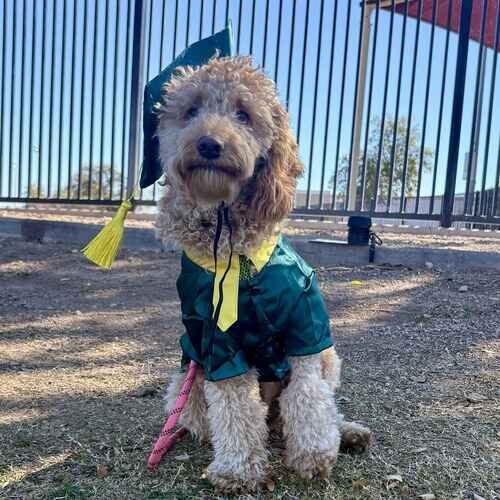 Otto the Goldendoodle puppy sitting in a green cap and gown after beginner obedience dog training class graduation in Glendale AZ