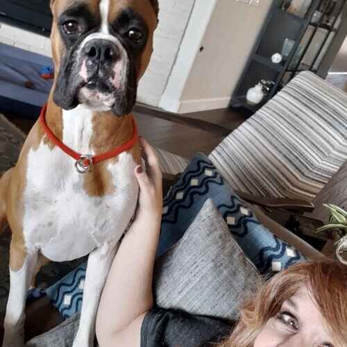 Overnight pet sitter Suanne sitting with Reign the Boxer in Vistancia AZ