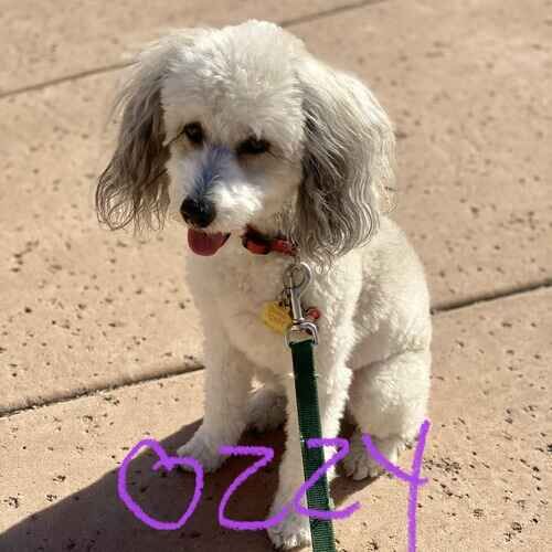 Ozzy the Poodle mix during leash reactivity training and leash manners in Phoenix AZ