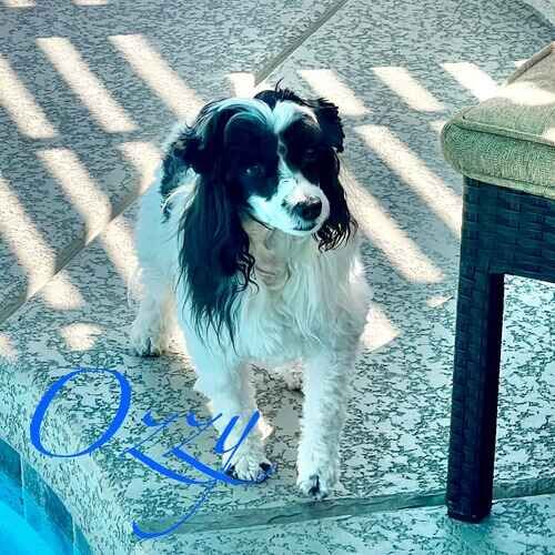 Ozzy the senior black and white small dog enjoying pool time during in-home overnight pet sitting in Phoenix AZ