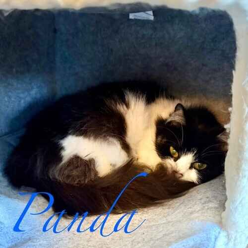 Panda the black and white fluffy cat resting on a cat tree during cat care in Peoria AZ