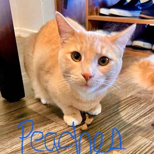 Peaches the light orange cat crouching and waiting for treats during a pet sitting visit in Phoenix AZ