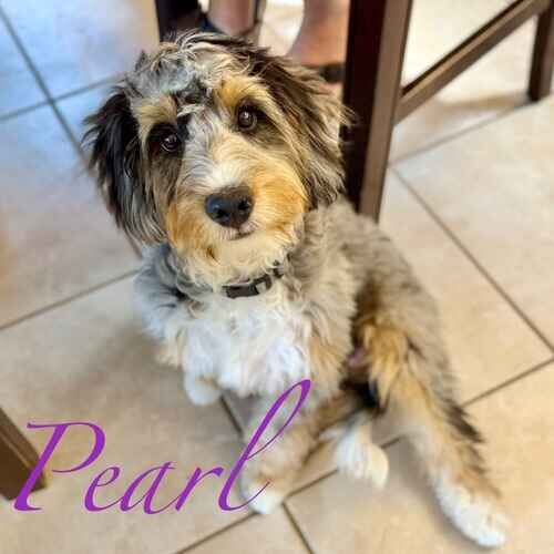 Pearl the tri-color Aussiedoodle sitting during in-home positive puppy training in Glendale AZ