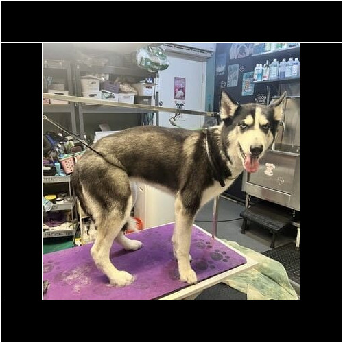 Penny the Husky after a dog bath and de-shedding service in Glendale AZ