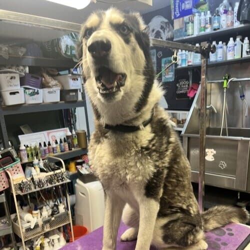 Penny the Husky before dog grooming and de-shedding in Glendale AZ