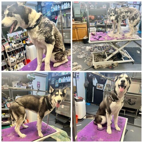 Penny the Husky before, during, and after dog bathing and de-shedding in Glendale AZ
