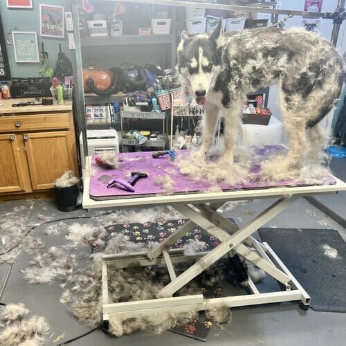 Penny the Husky during a comprehensive de-shedding service in Glendale AZ