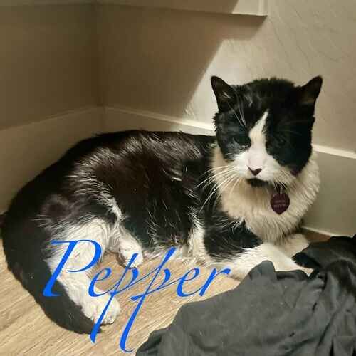 Peppar the black and white cat lying down during cat care visits in Peoria AZ