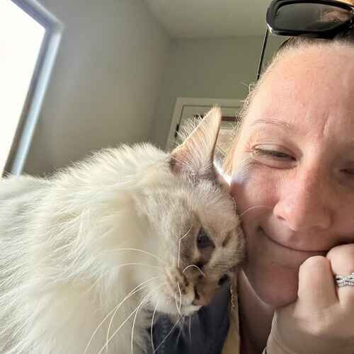 Pet sitter Allison getting head snuggles from a white cat during sitting visits in Peoria AZ
