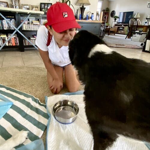 Pet sitter Priscilla giving affection to a senior special needs Border Collie in Glendale AZ